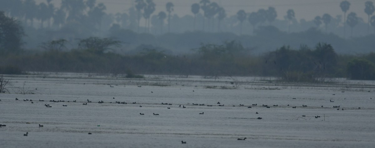 Eurasian Coot - ML499615551