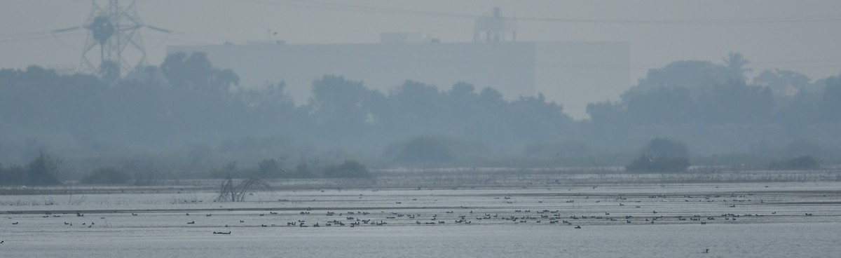 Eurasian Coot - ML499615561