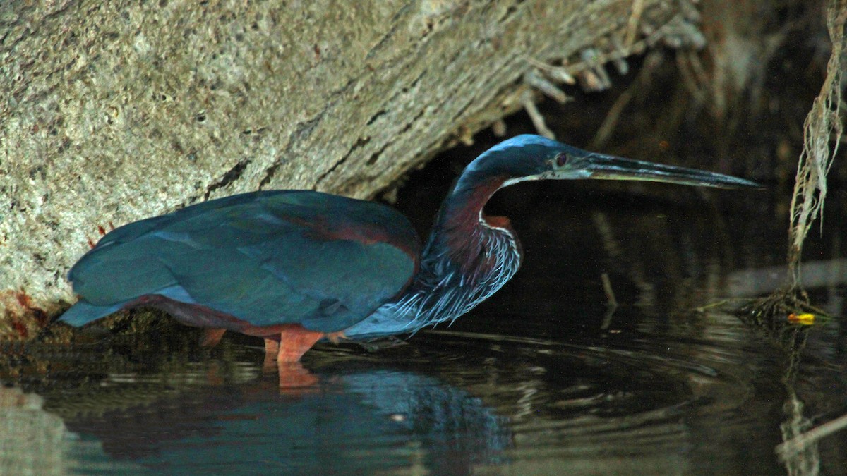 Agami Heron - ML49961591