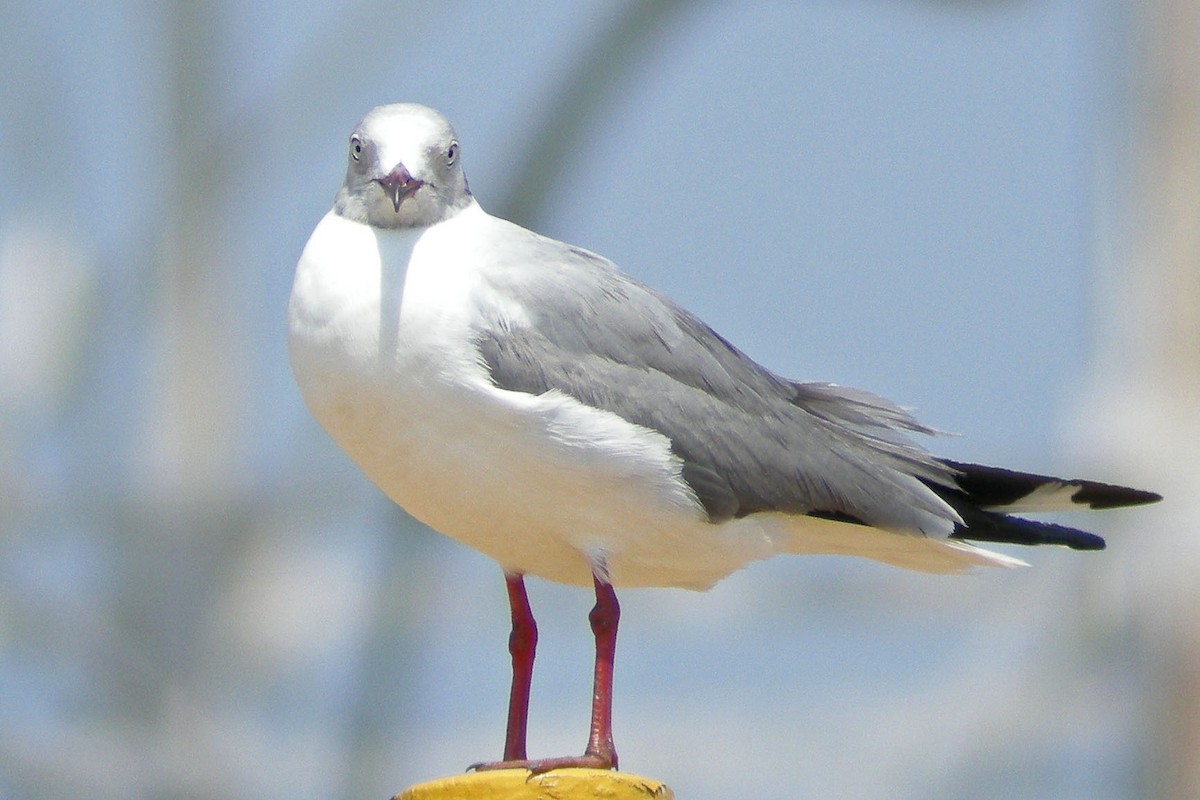 Gray-hooded Gull - ML49961651