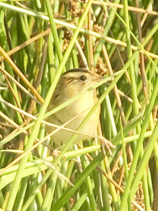 Aquatic Warbler - Dan  van den Broek