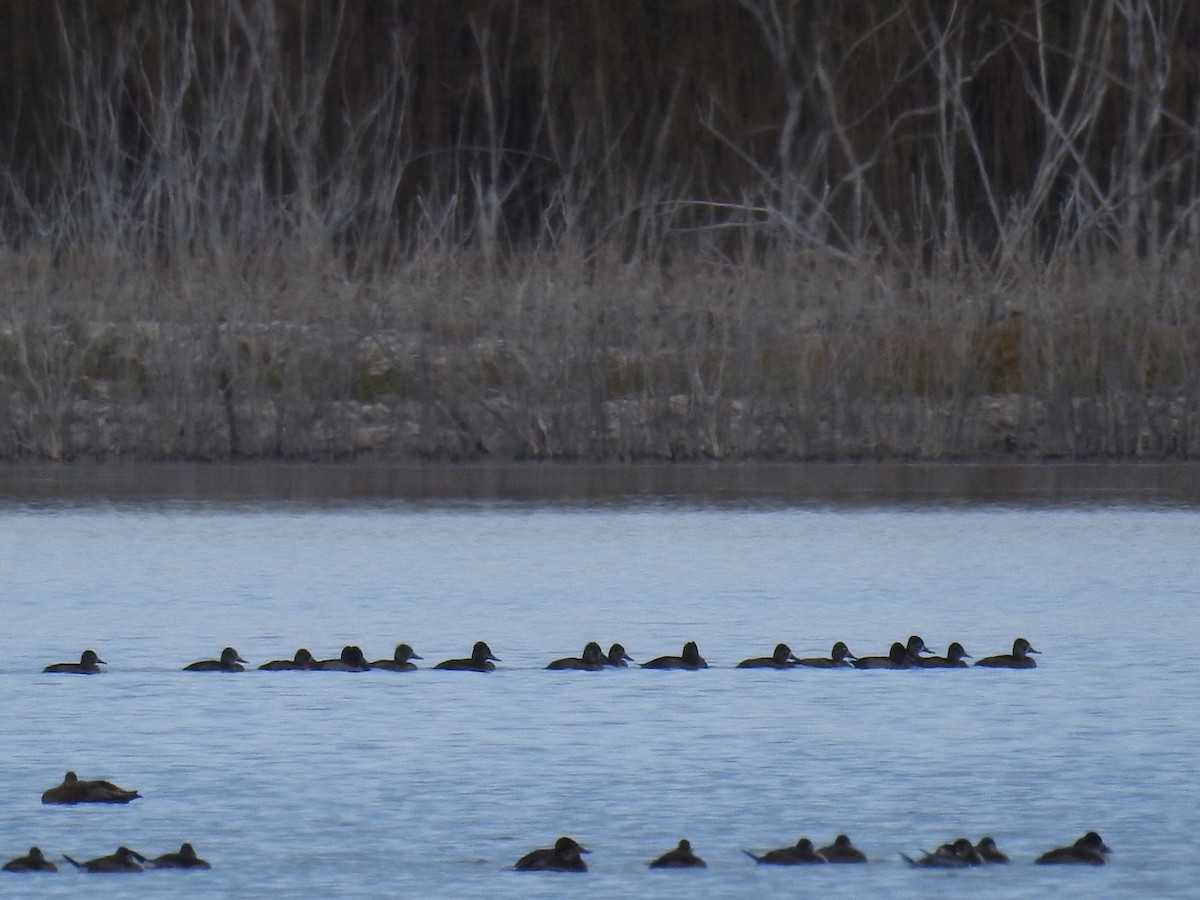 Ruddy Duck - ML499617281