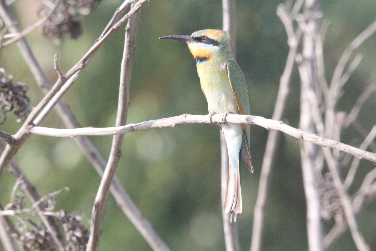 Rainbow Bee-eater - Merenia Stockley