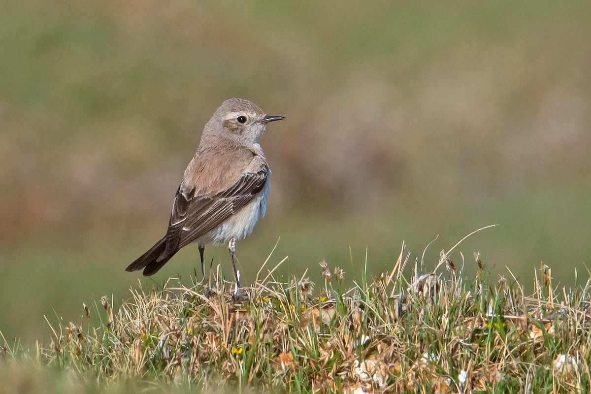 Desert Wheatear - ML499617541