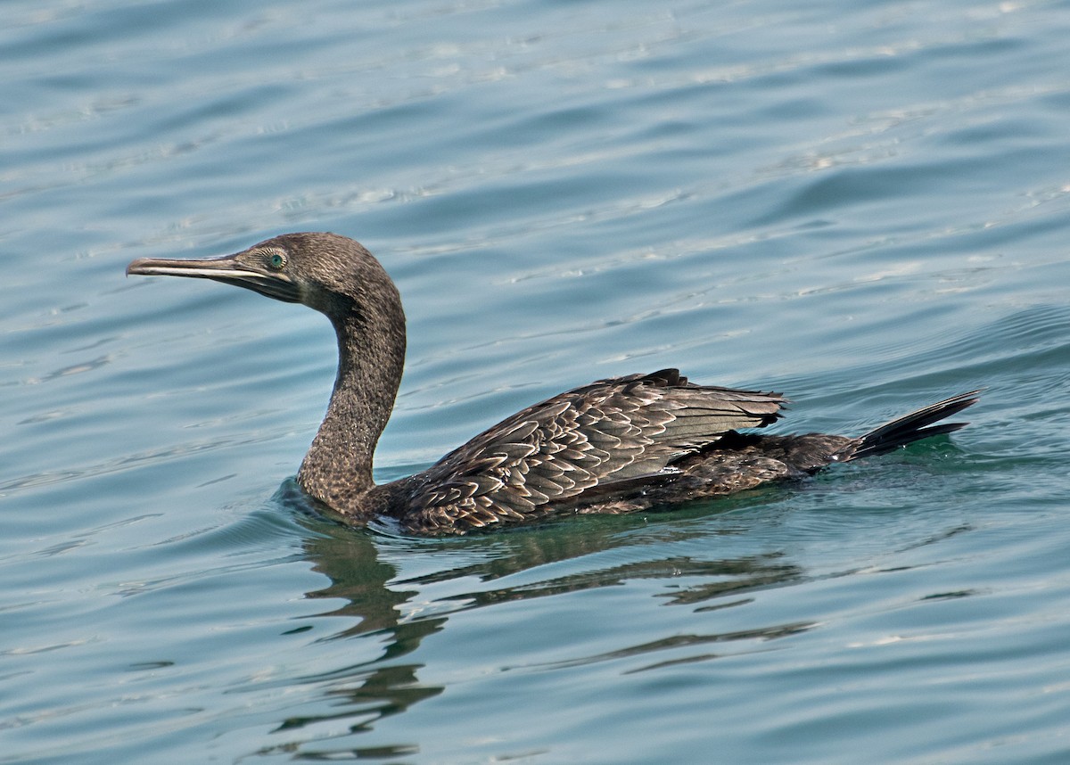 Socotra Cormorant - ML499617821