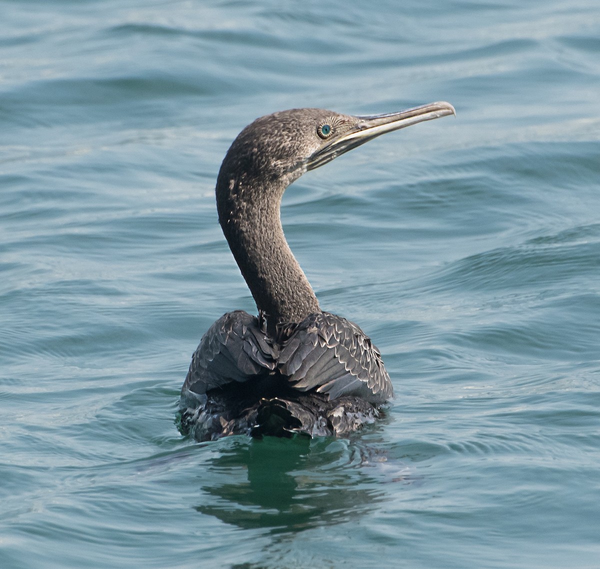 Socotra Cormorant - ML499617831