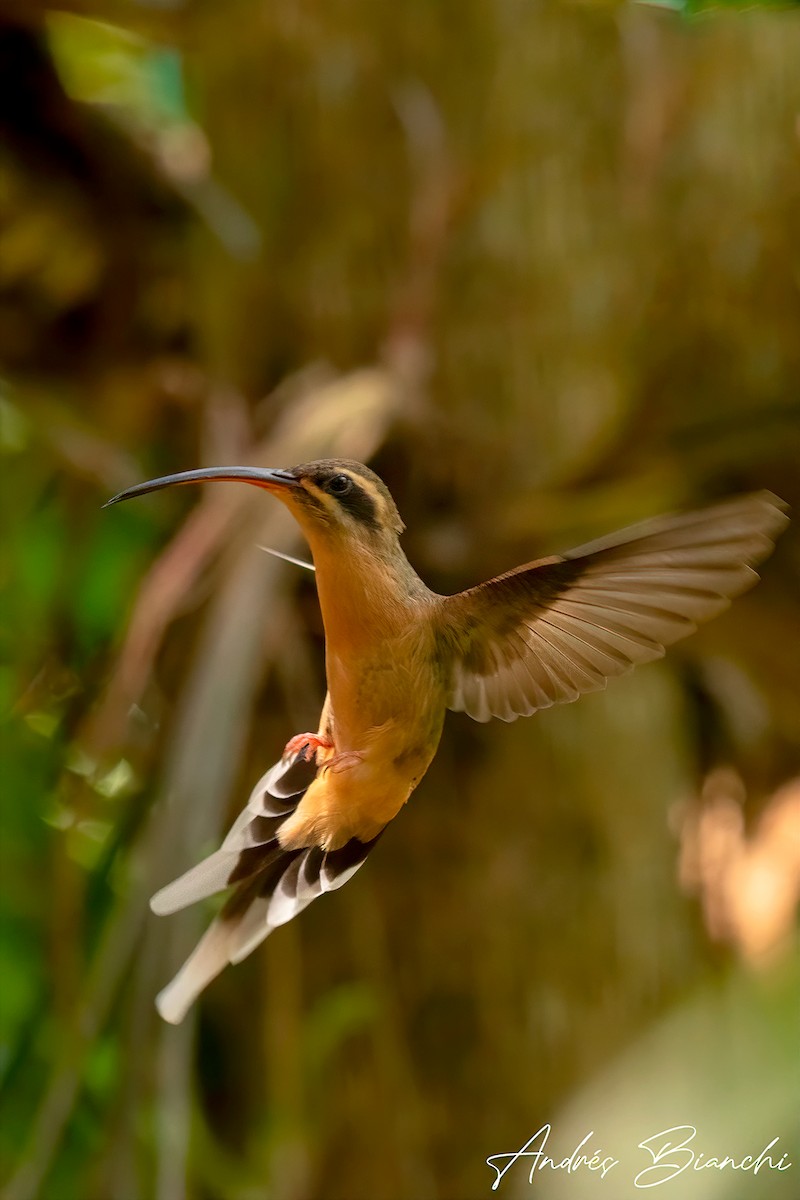 Planalto Hermit - ML499618371