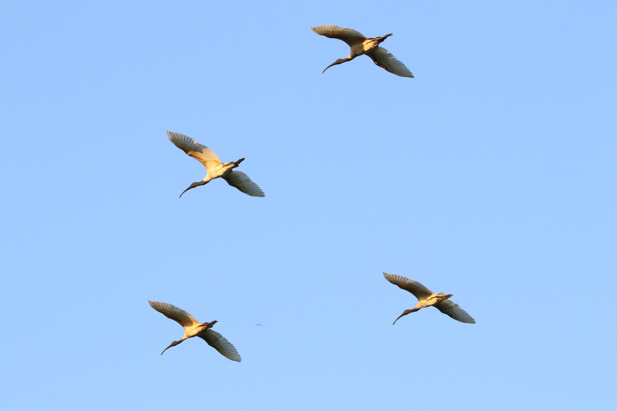 Black-headed Ibis - ML499618551