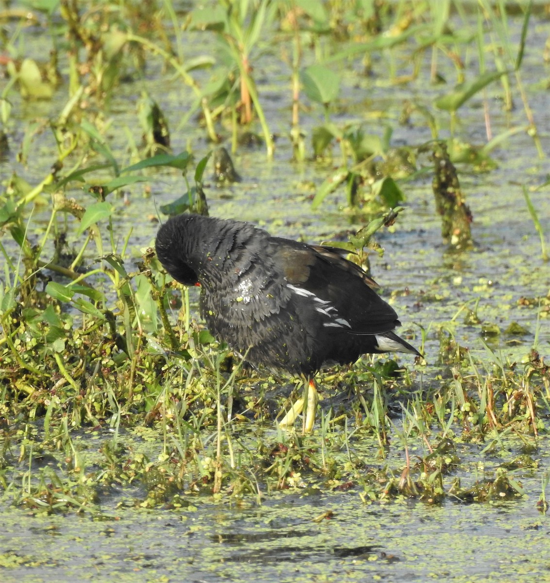 Gallinule poule-d'eau - ML499618711