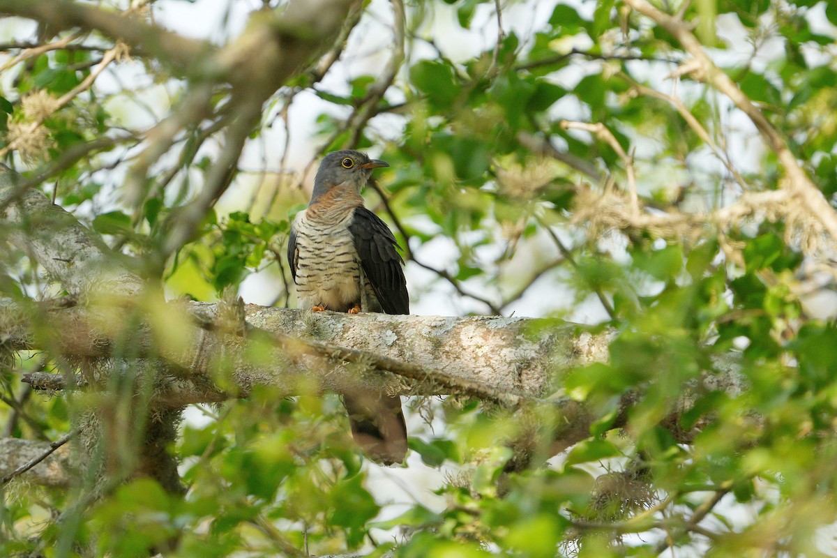 Red-chested Cuckoo - ML499619341