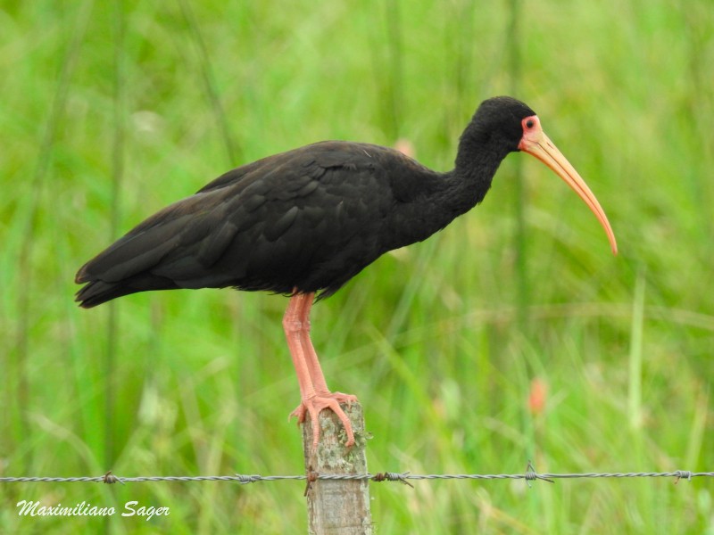 Bare-faced Ibis - ML49961951