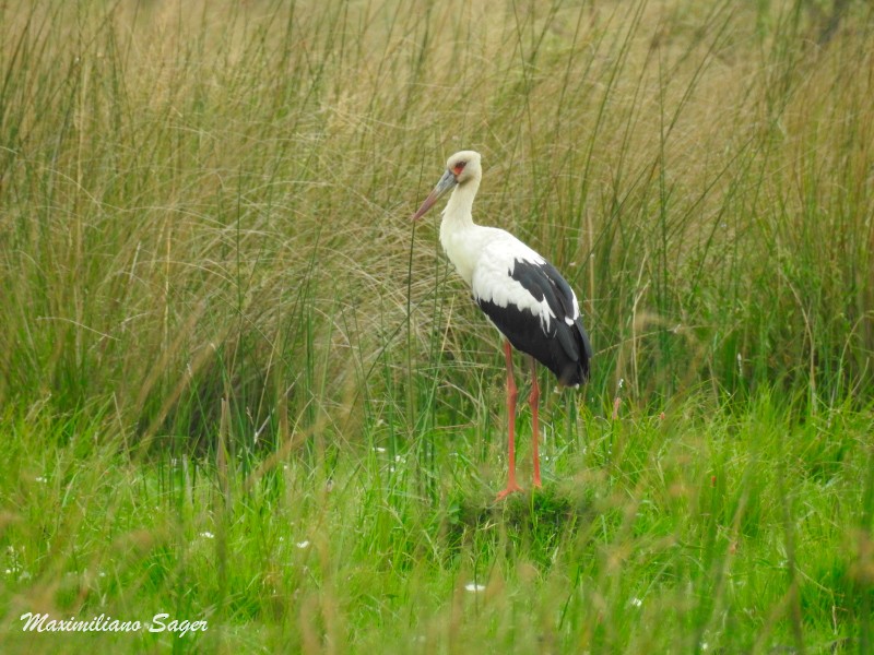 Maguari Stork - ML49961961