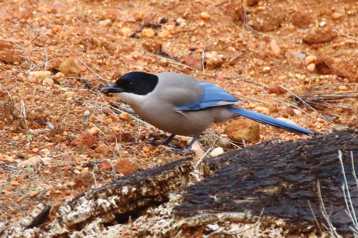 Pie-bleue ibérique - ML499619841