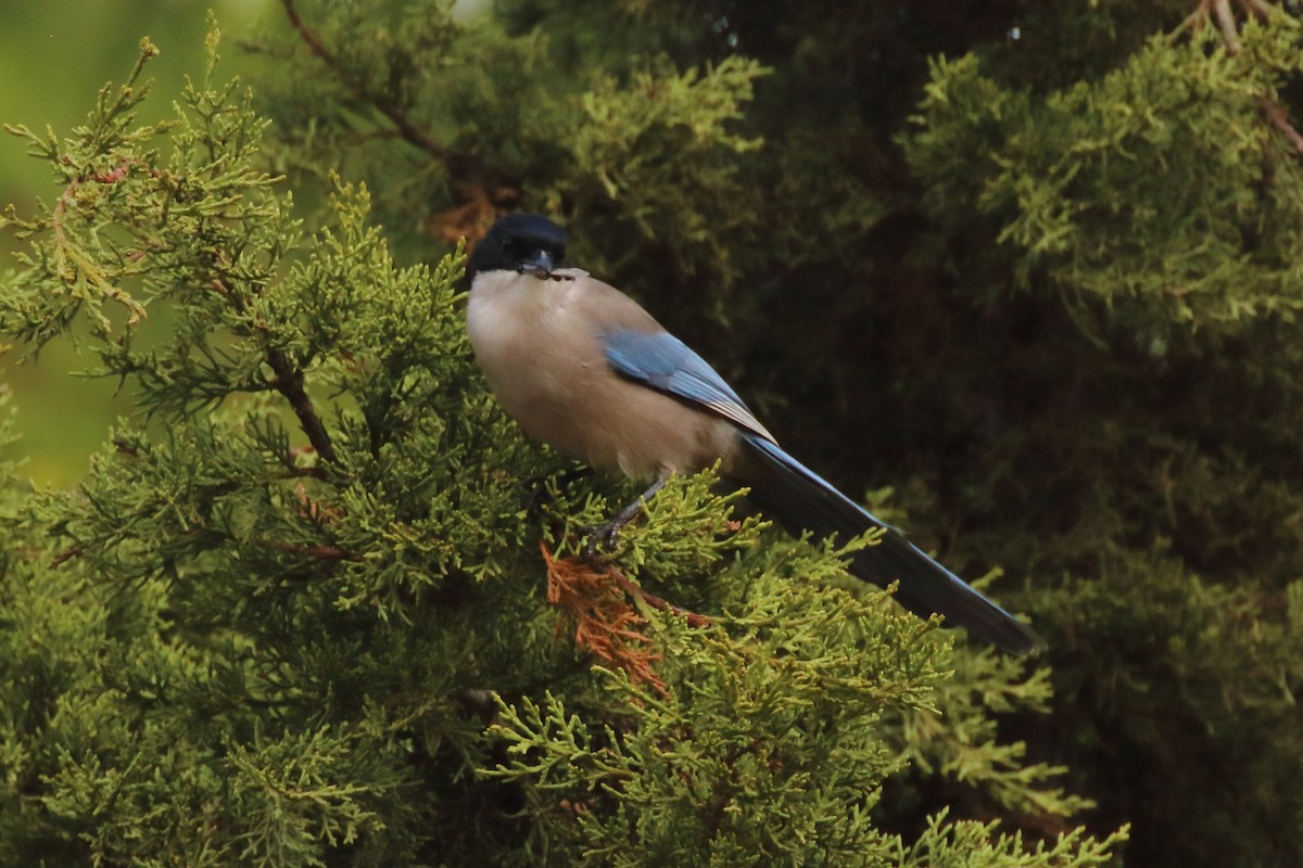 Pie-bleue ibérique - ML499619851