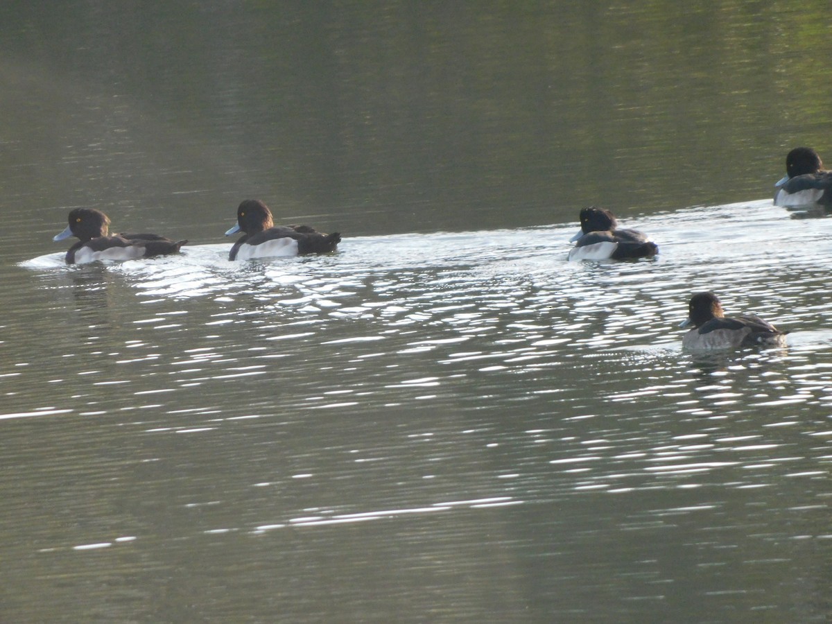 Tufted Duck - ML499622691