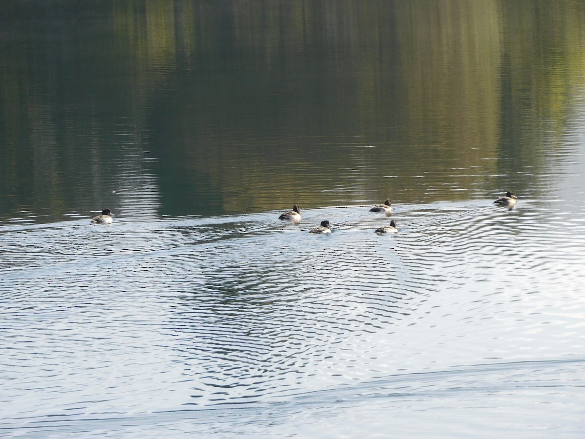 Tufted Duck - ML499622701