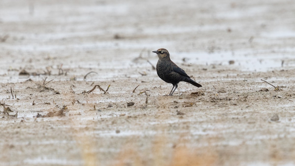 Rusty Blackbird - ML499622741