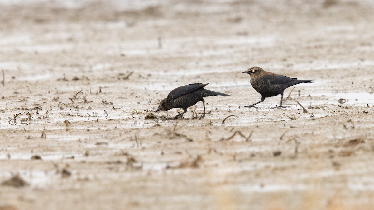 Rusty Blackbird - Rob Shields