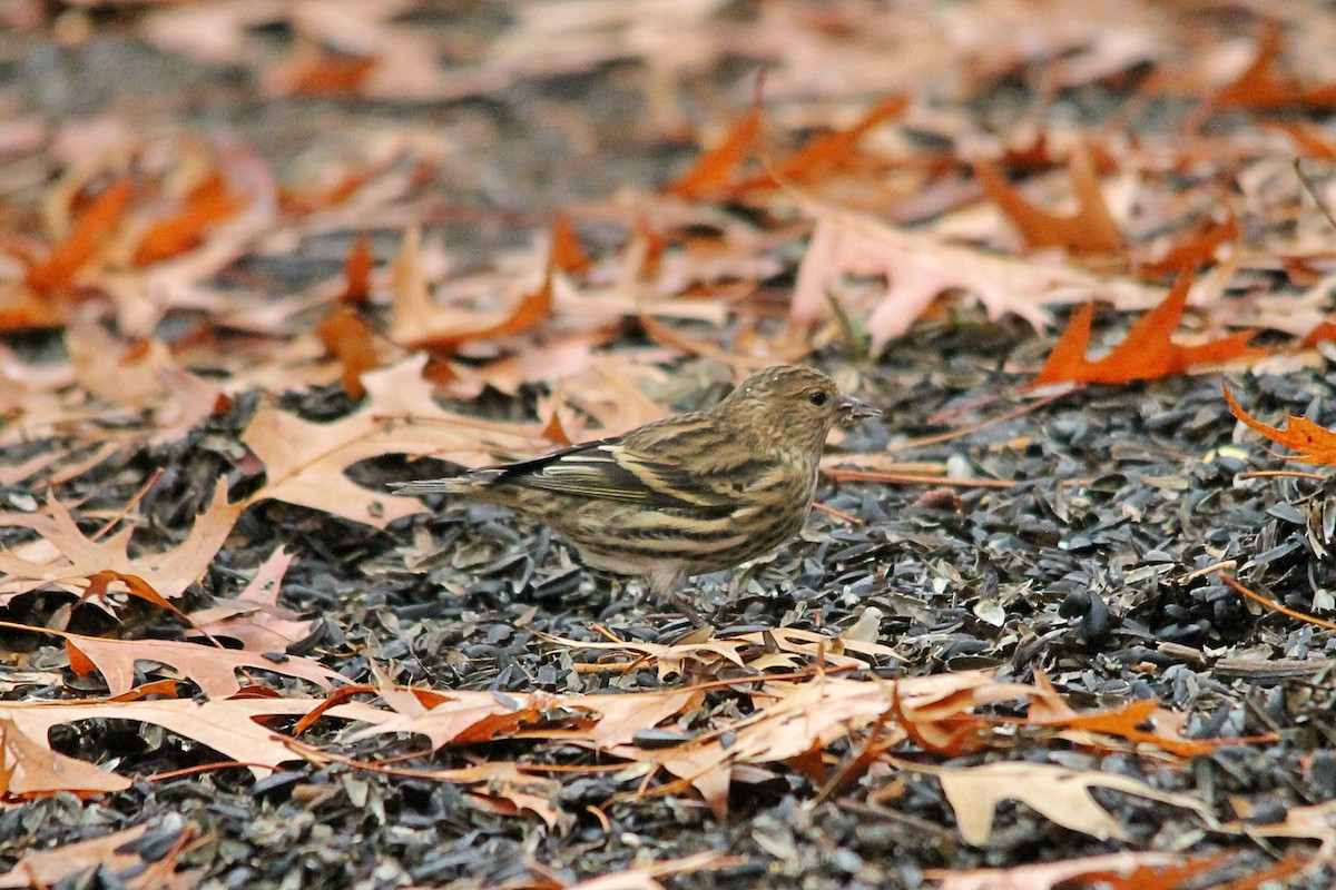 Pine Siskin - ML499623091