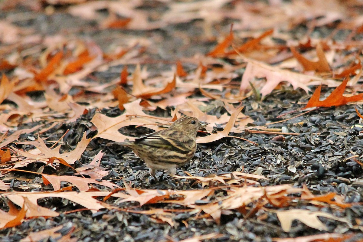 Pine Siskin - ML499623101