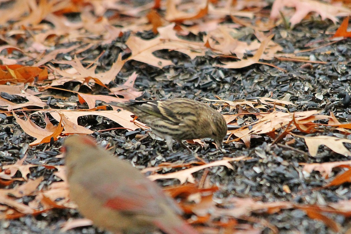 Pine Siskin - ML499623111
