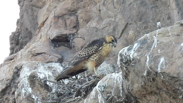 Variable Hawk - ML499623501