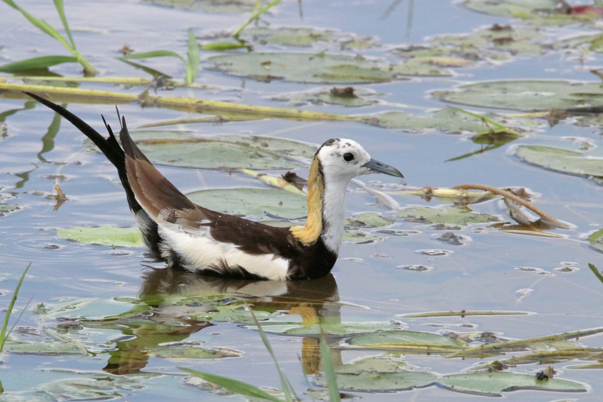 Pheasant-tailed Jacana - ML499624061