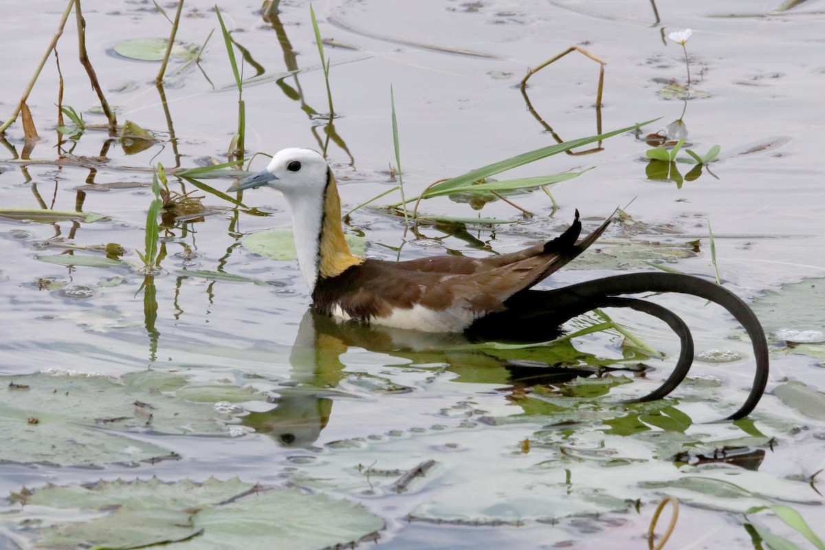 Pheasant-tailed Jacana - ML499624071