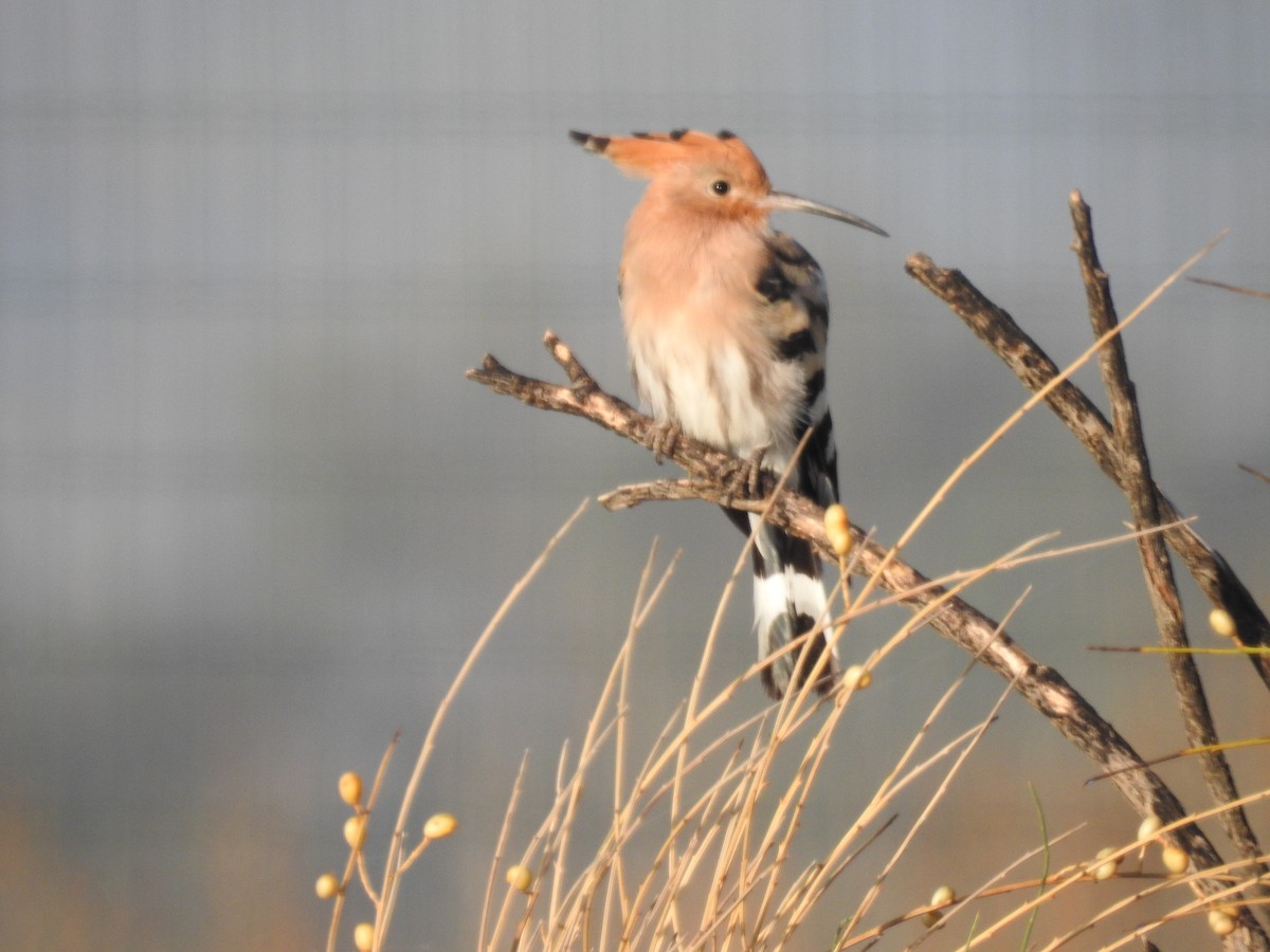 Eurasian Hoopoe - ML499624541