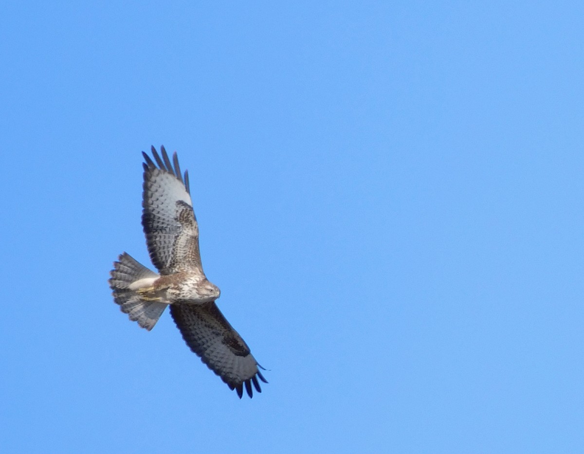Common Buzzard - ML499624701