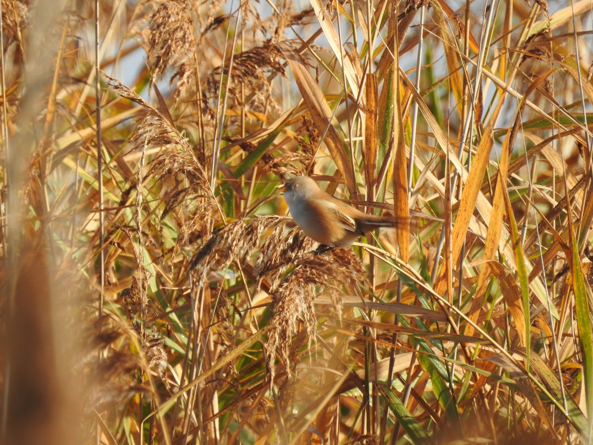 Bearded Reedling - ML499624741