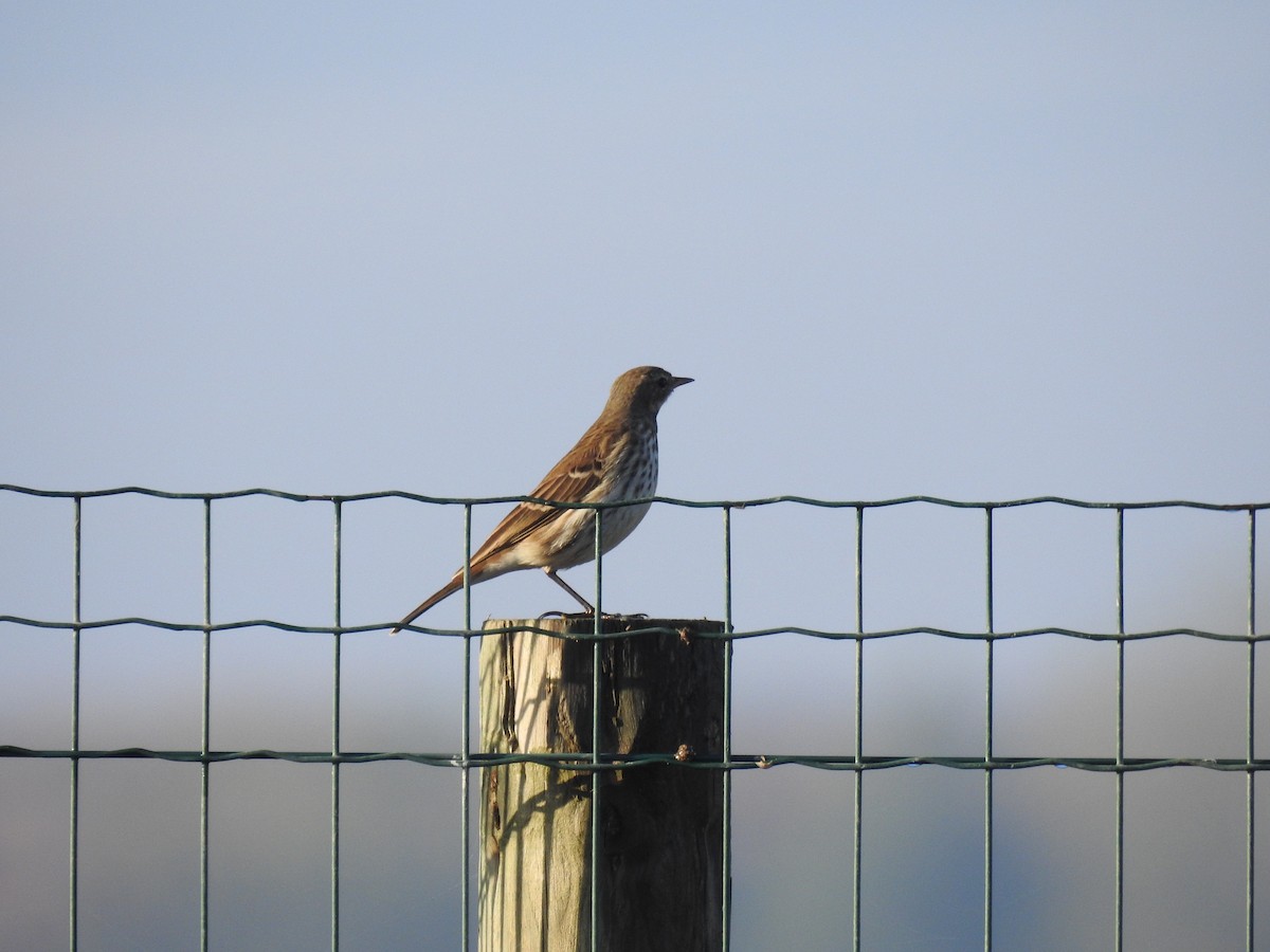Water Pipit - ML499624971
