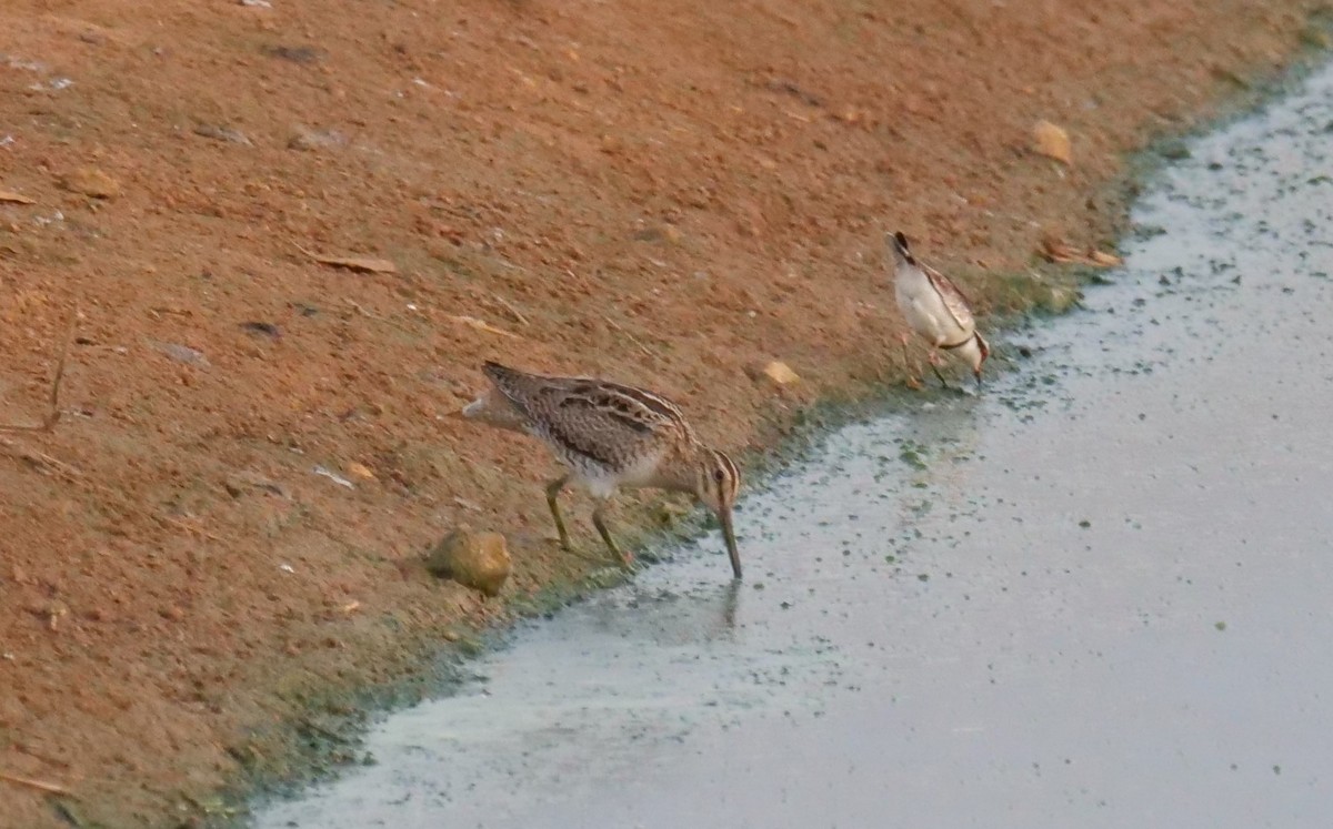 Swinhoe's Snipe - ML499625041