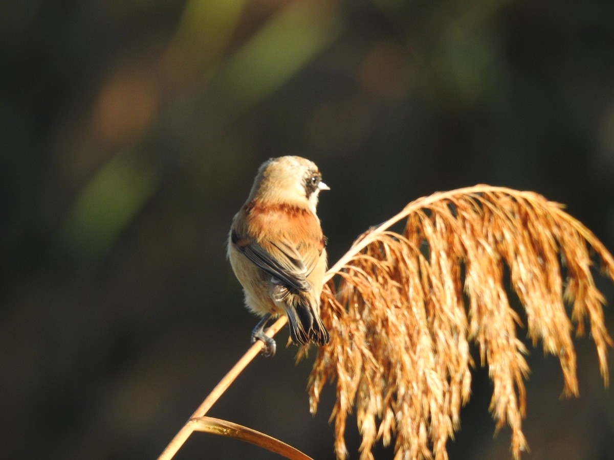 Eurasian Penduline-Tit - ML499625051
