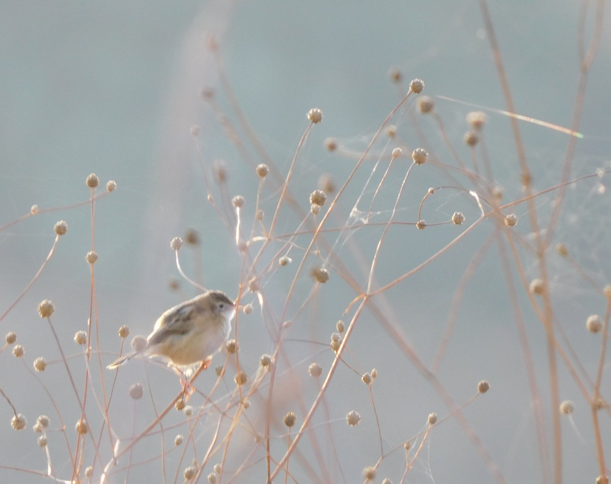 Zitting Cisticola - ML499625061