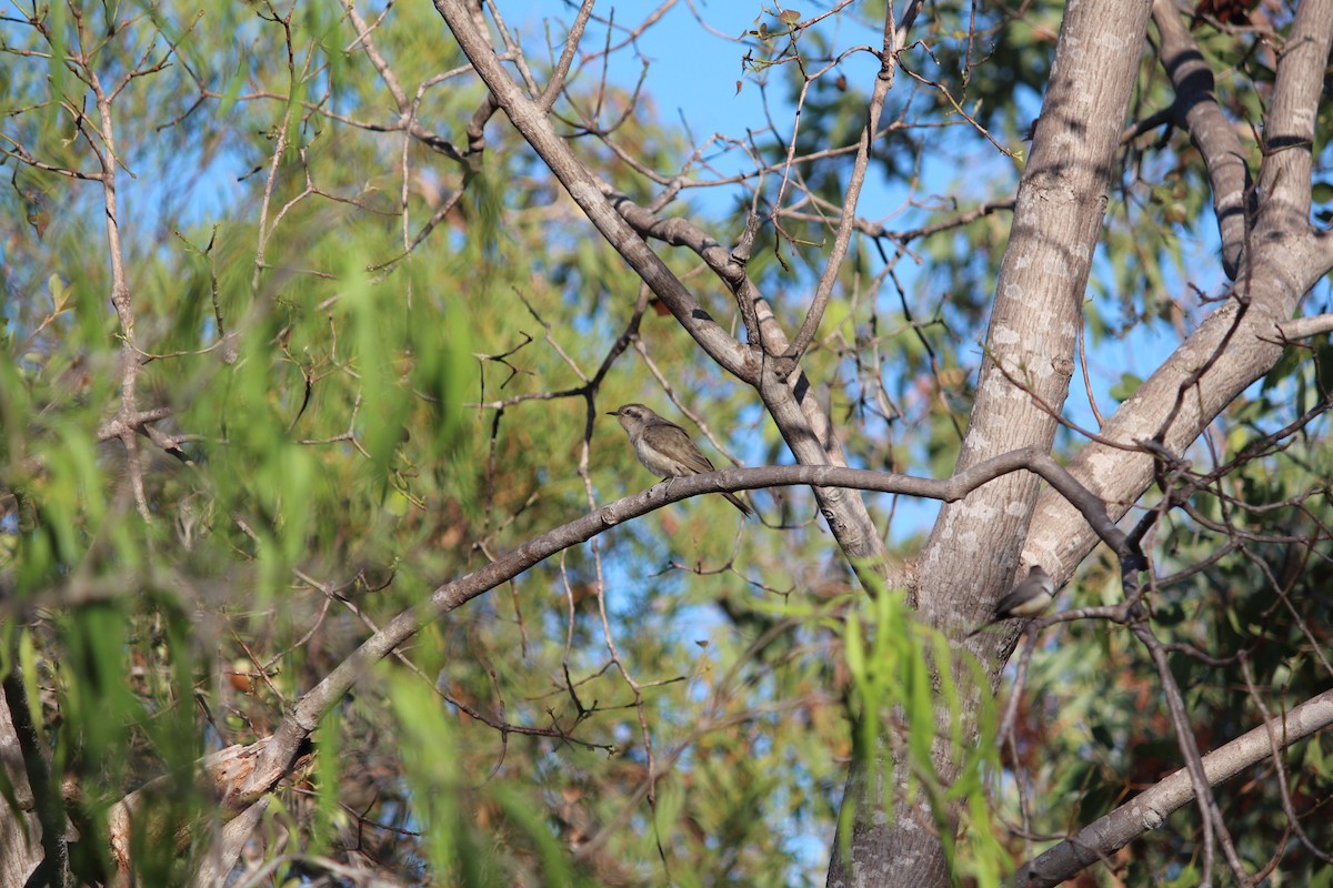 Black-eared Cuckoo - Jaxon Greatwich