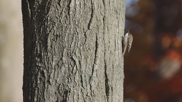 Brown Creeper - ML499625811