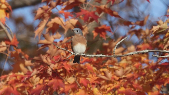 Eastern Bluebird - ML499625861