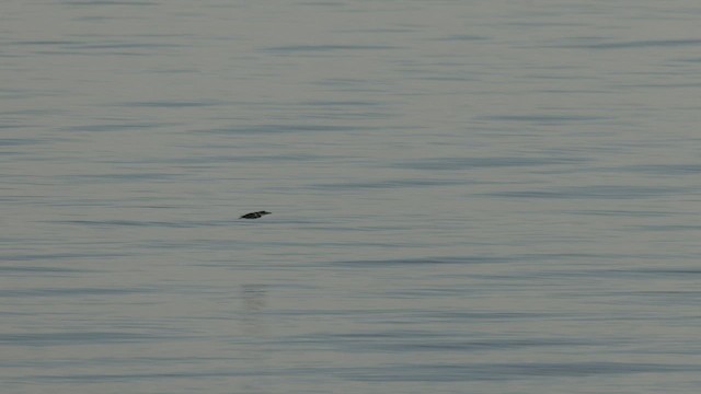 Belted Kingfisher - ML499625871