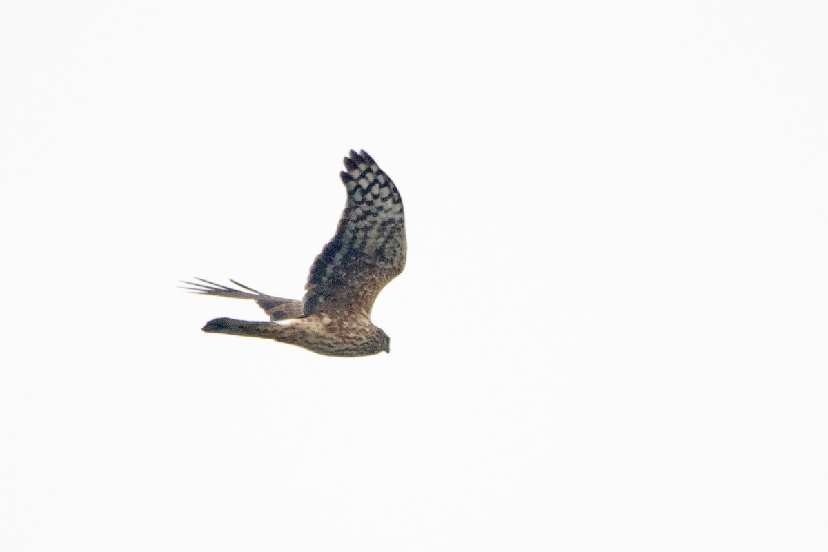 Hen Harrier - Letty Roedolf Groenenboom