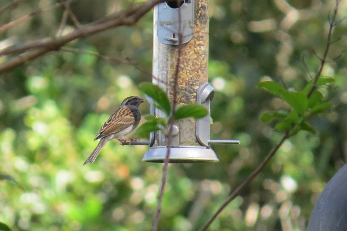 Chipping Sparrow - ML499627301