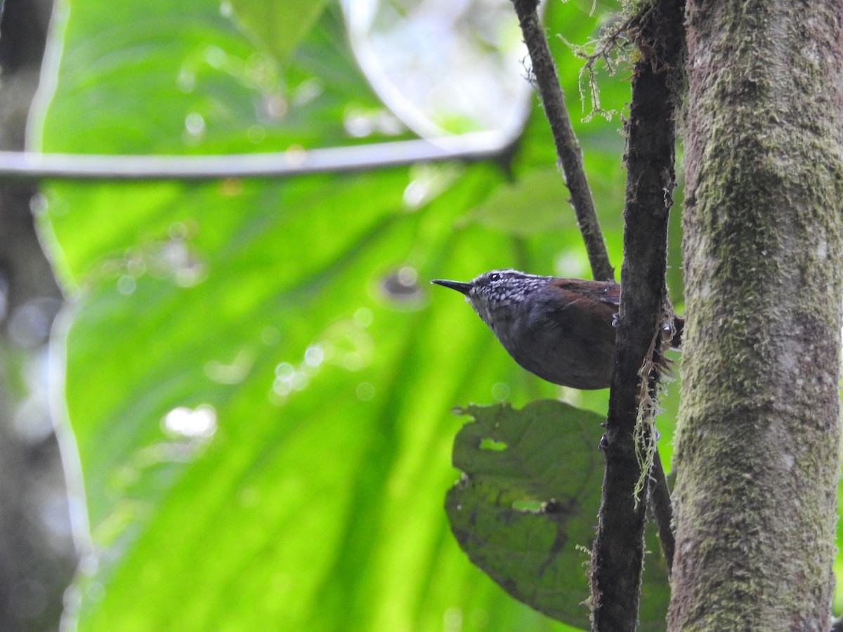 Gray-breasted Wood-Wren (Andean) - ML499627821