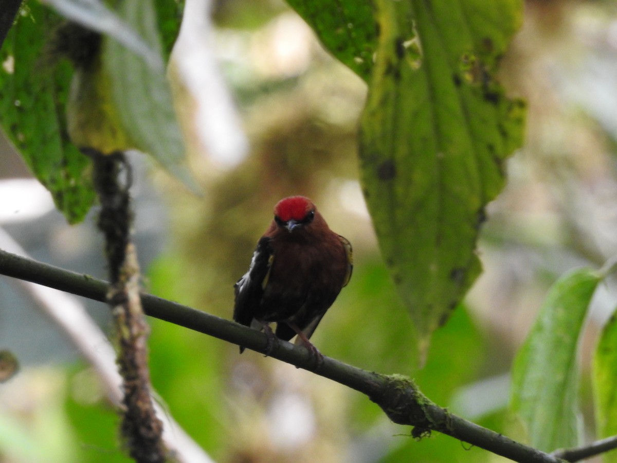 Club-winged Manakin - ML499627941