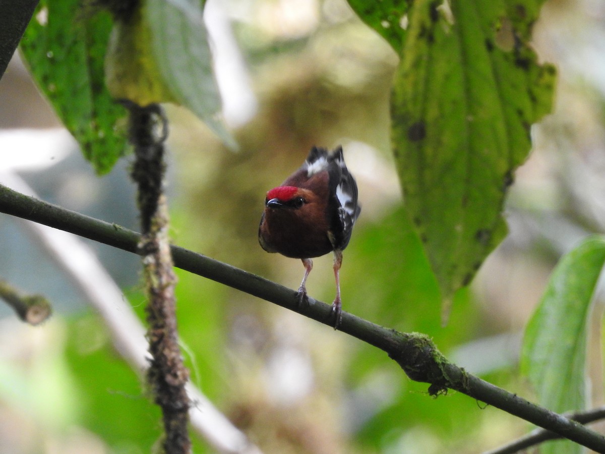 Club-winged Manakin - ML499627951