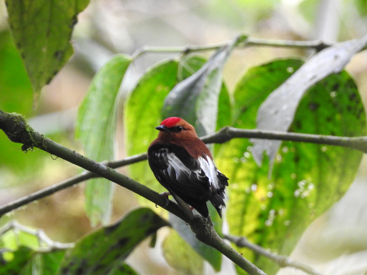 Club-winged Manakin - ML499627961