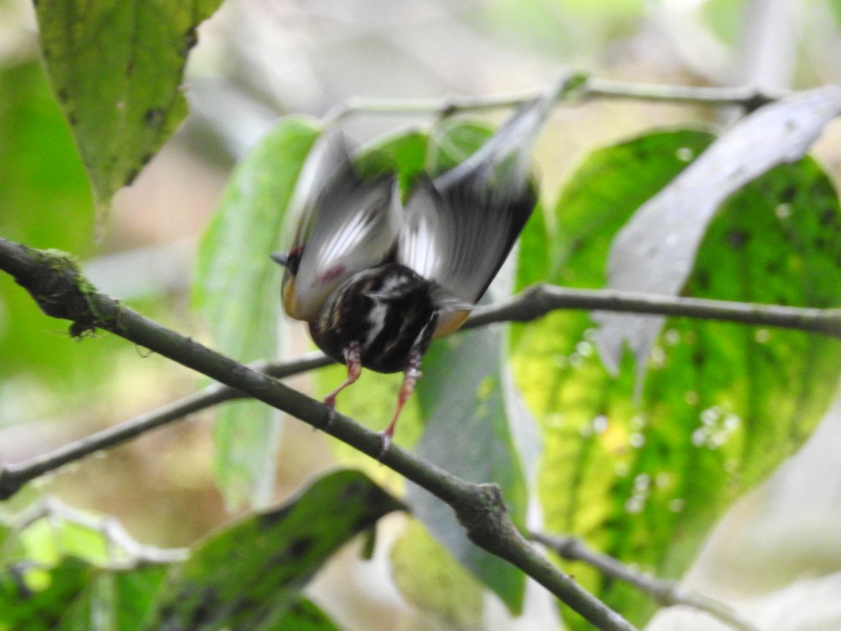 Club-winged Manakin - ML499627971