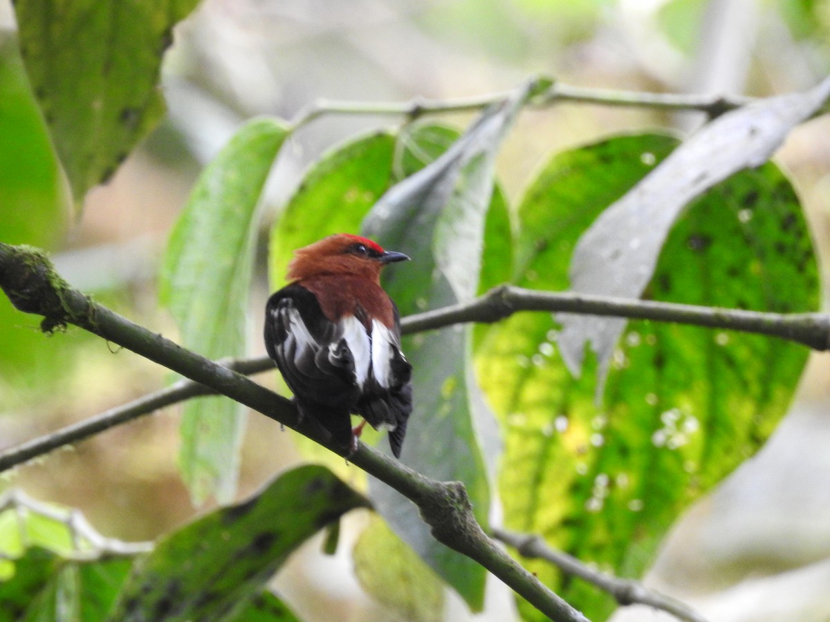 Club-winged Manakin - ML499627991