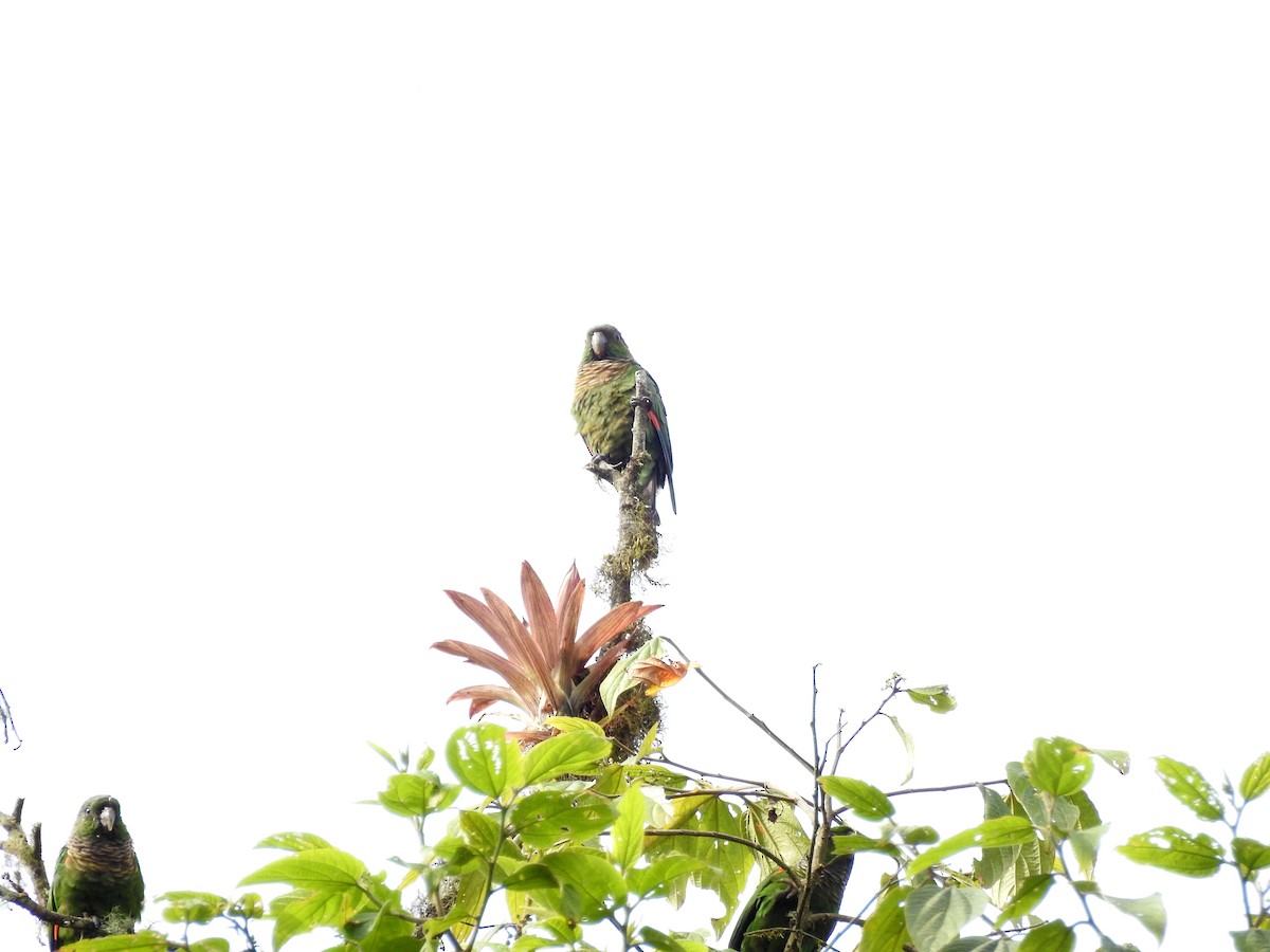 Maroon-tailed Parakeet (Choco) - ML499628981