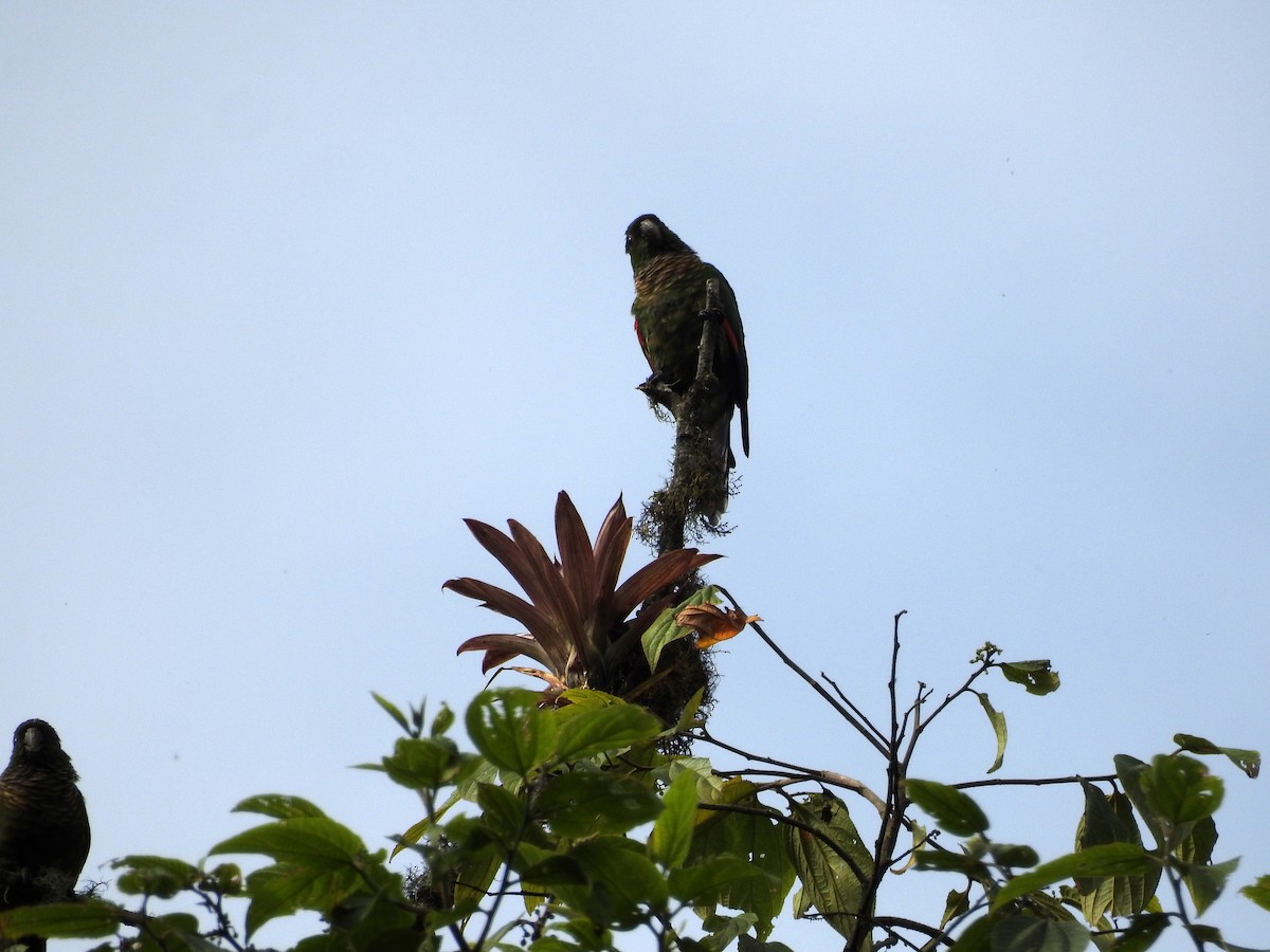 Maroon-tailed Parakeet (Choco) - ML499629031