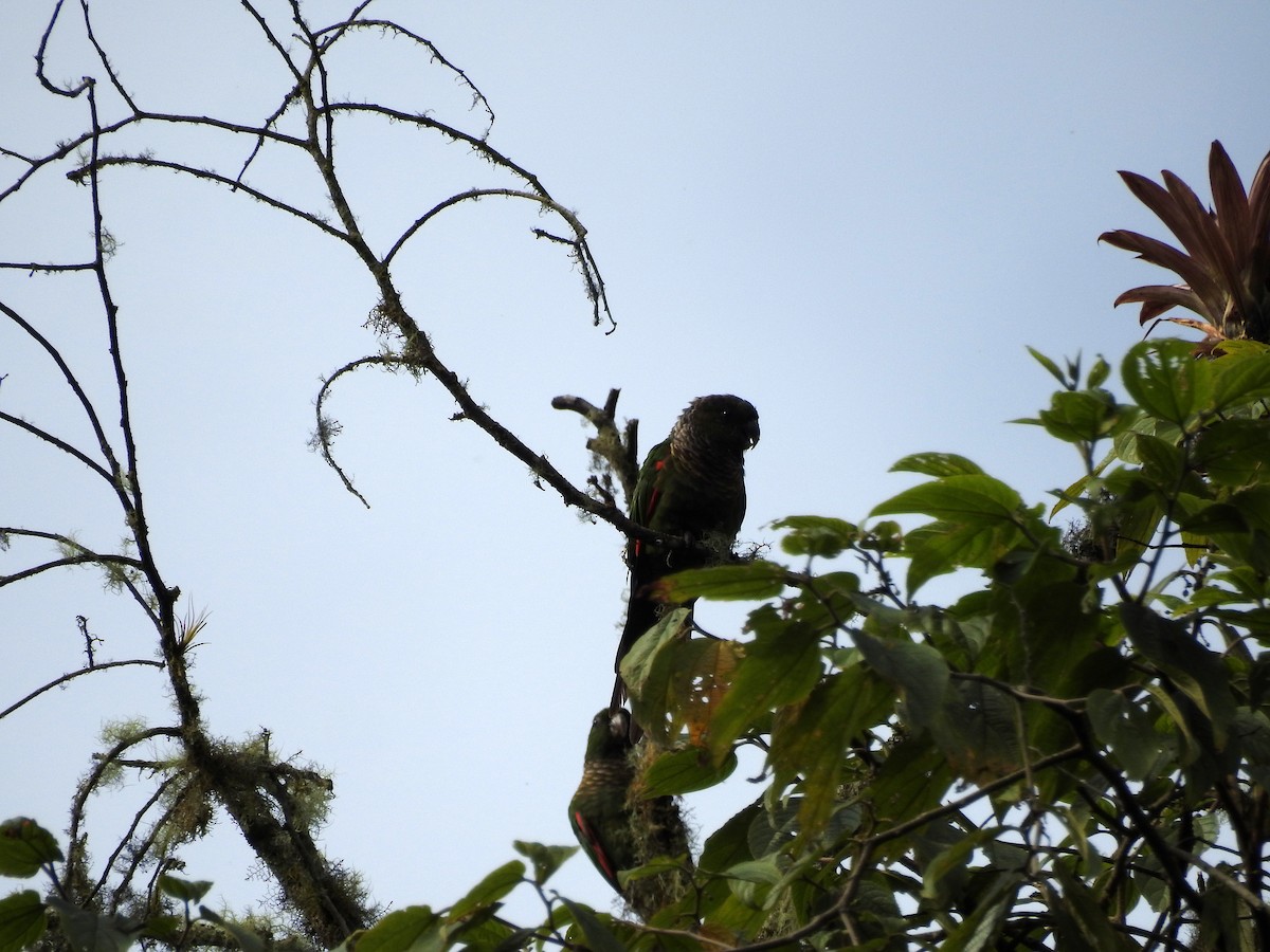 Maroon-tailed Parakeet (Choco) - ML499629041